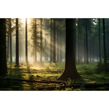 Tableau Aube Forêt